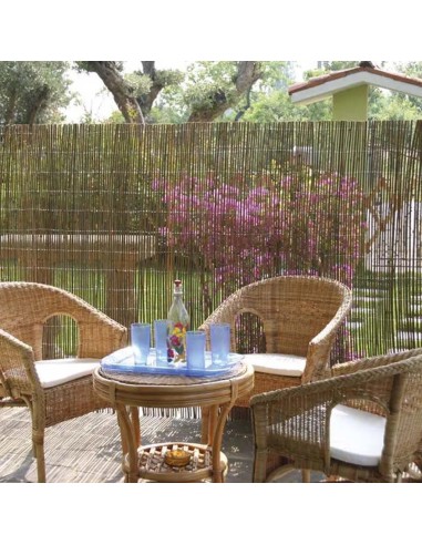 Arella in bamboo a canna grossa come frangivista – Verdemax