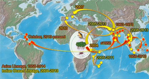 Chikungunya route