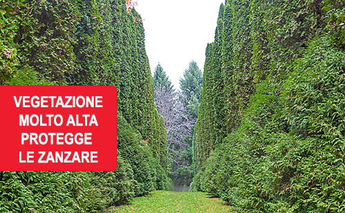 giardino antizanzare 3