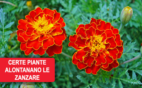 giardino antizanzare 4