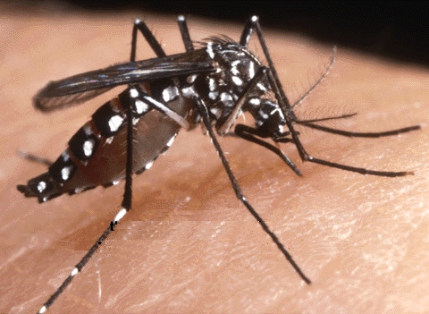 Zanzare tigre: non basta eliminare i ristagni