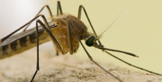 Cosa attrae le zanzare