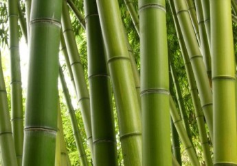 Canne di bambù contro la zanzara tigre