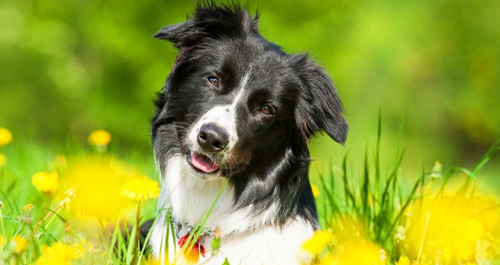 Proteggere il cane dalle punture in modo naturale