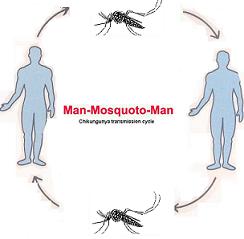 Virus trasmessi dalle zanzare in Italia e dintorni