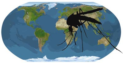 Aumento pericolo Chikungunya