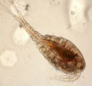 Copepodi: i crostacei antizanzare