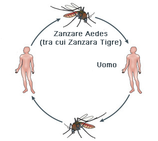 Dengue