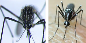 Zanzara coreana Aedes koreicus