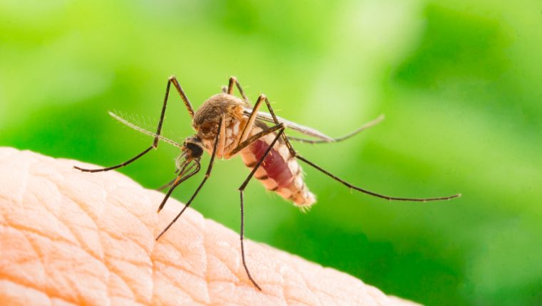Malattie trasmesse dalle zanzare