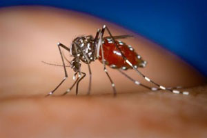 Malattie trasmesse dalle zanzare in italia nel 2011
