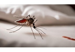 Da dove entrano le zanzare