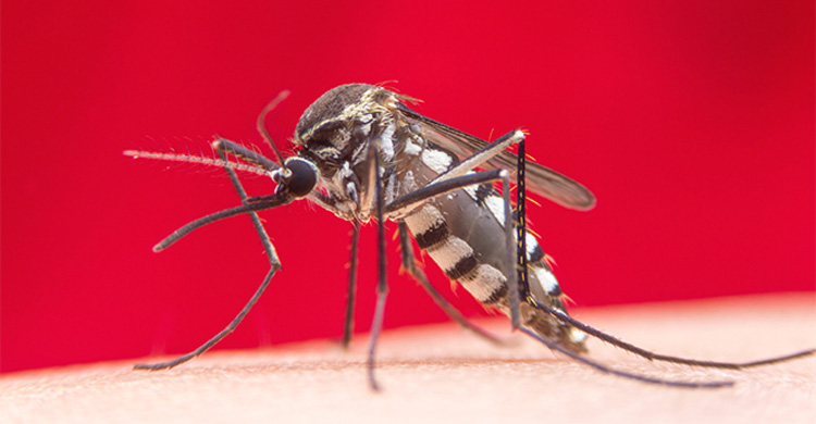 Sintomi malattie trasmesse dalle zanzare