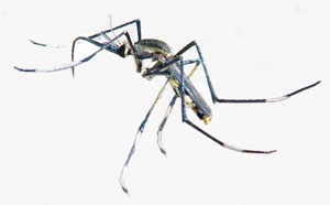 Toxorhynchites - zanzara innocua