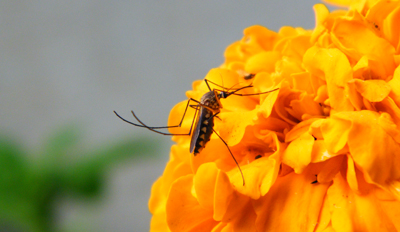 La zanzara tigre cerca i fiori