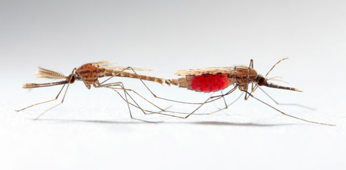 Zanzara maschio e zanzara femmina