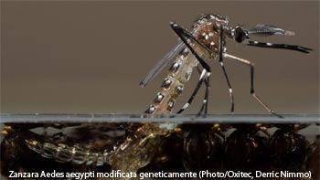 Zanzare geneticamente modificate 2015