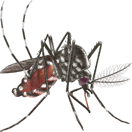 Zanzara Tigre: uno degli organismi più invasivi al mondo