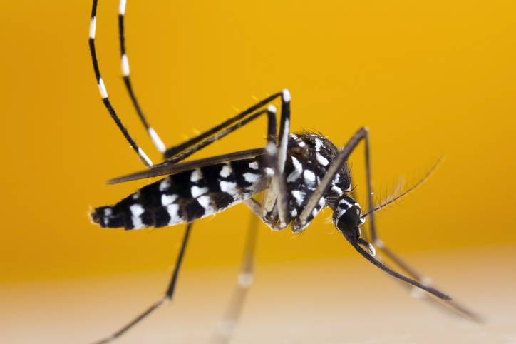 Zanzara tigre - Aedes Albopictus