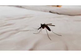 Scovare e uccidere zanzare in una camera da letto